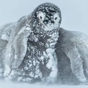 Meet your Posher, Thomas